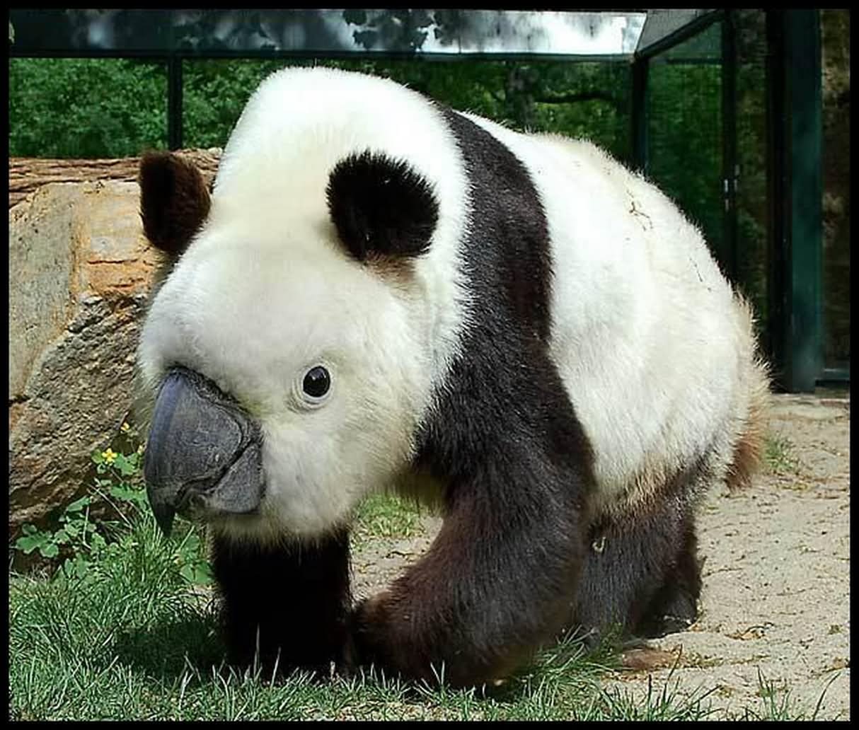 Panda Bear With Parrot Funny Photoshop Animal Image
