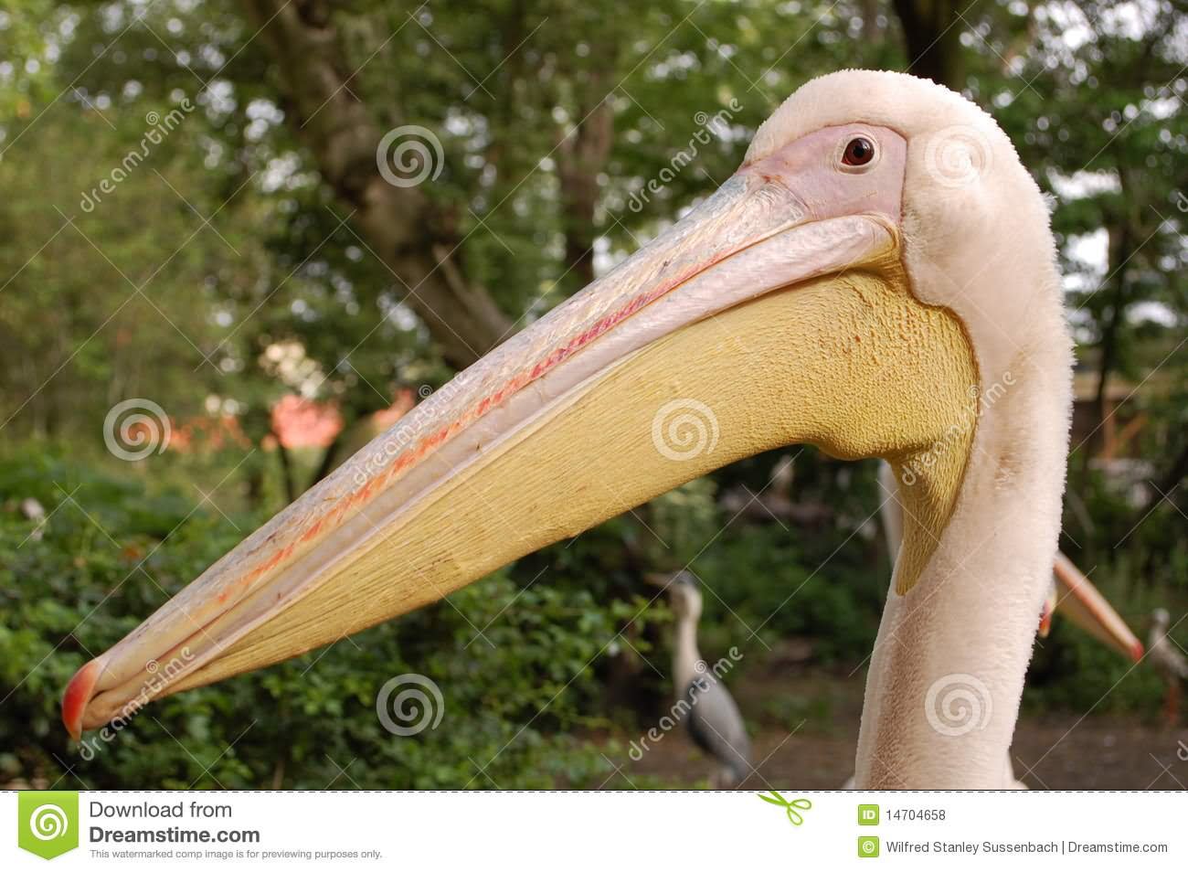 Pelican Looking Funny Face Image