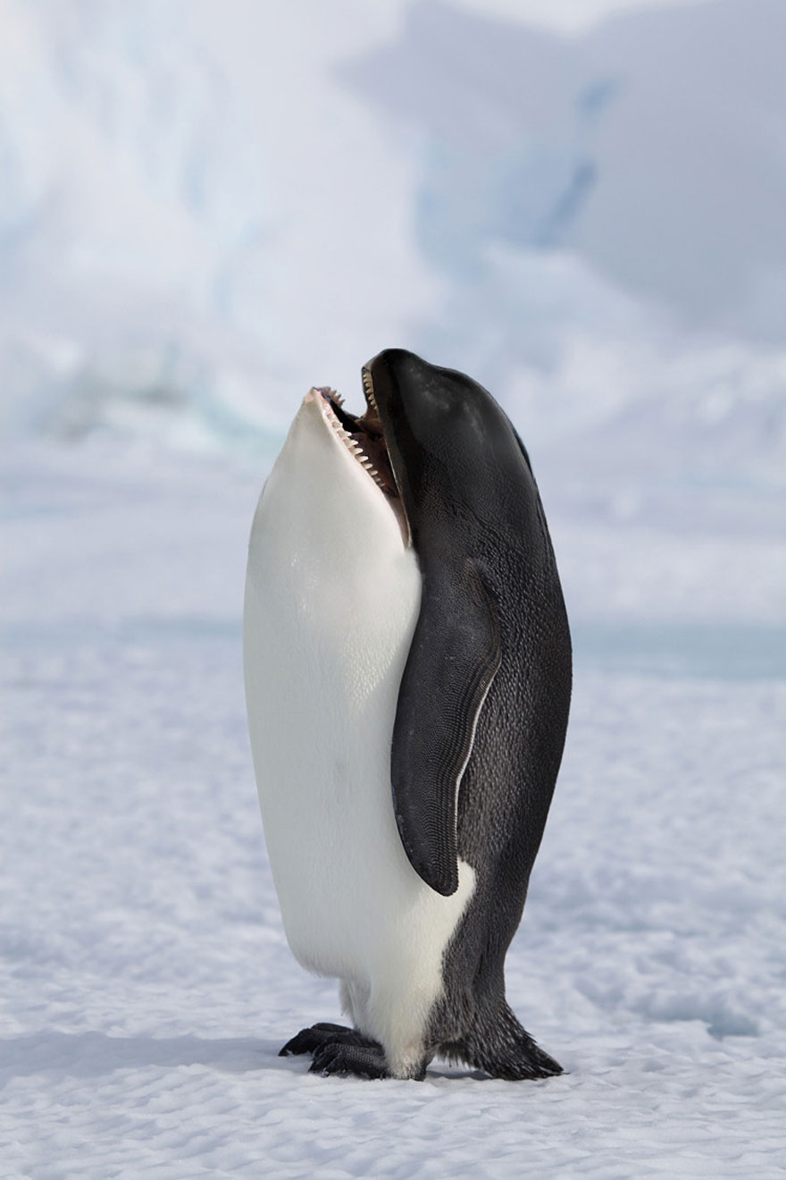 Penguin With Shark Face Funny Photoshopped Image