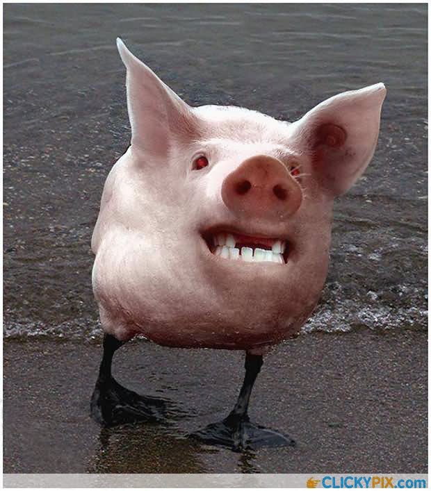 Pig Funny Photoshopped Animal Image