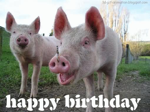 Pigs Animal Saying Happy Birthday Funny Animated Photo For Whatsapp