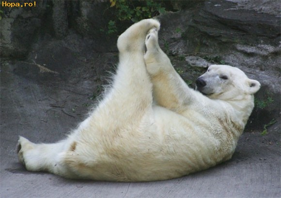 Polar Bear Doing Exercise Funny Image
