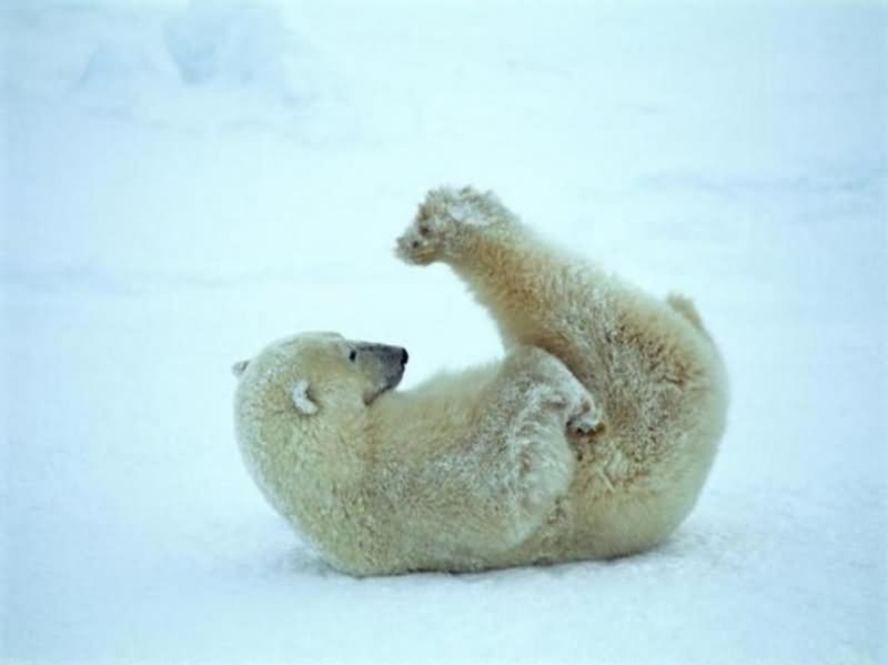 Polar Bear In Exercise Pose Funny Image
