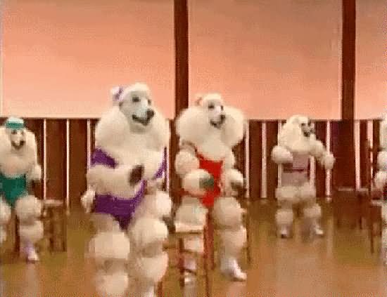 Poodle Dogs Exercising Funny Gif For Facebook