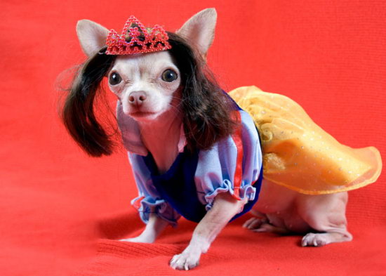 Princess Crown Dog Funny Halloween Animal Image