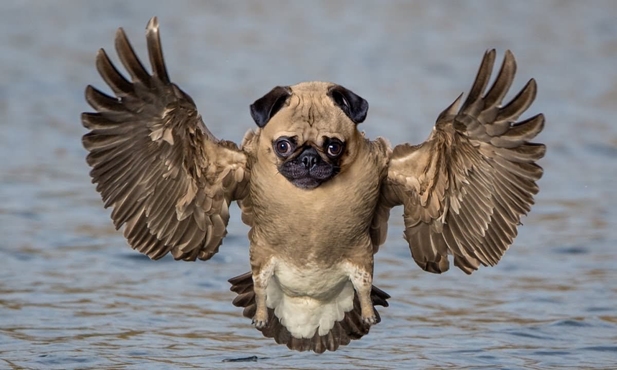 Pug Dog Funny Photoshopped Animal Image