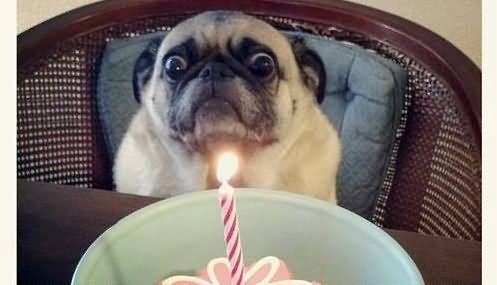 Pug Dog Surprised Looking Birthday Candle Funny Picture