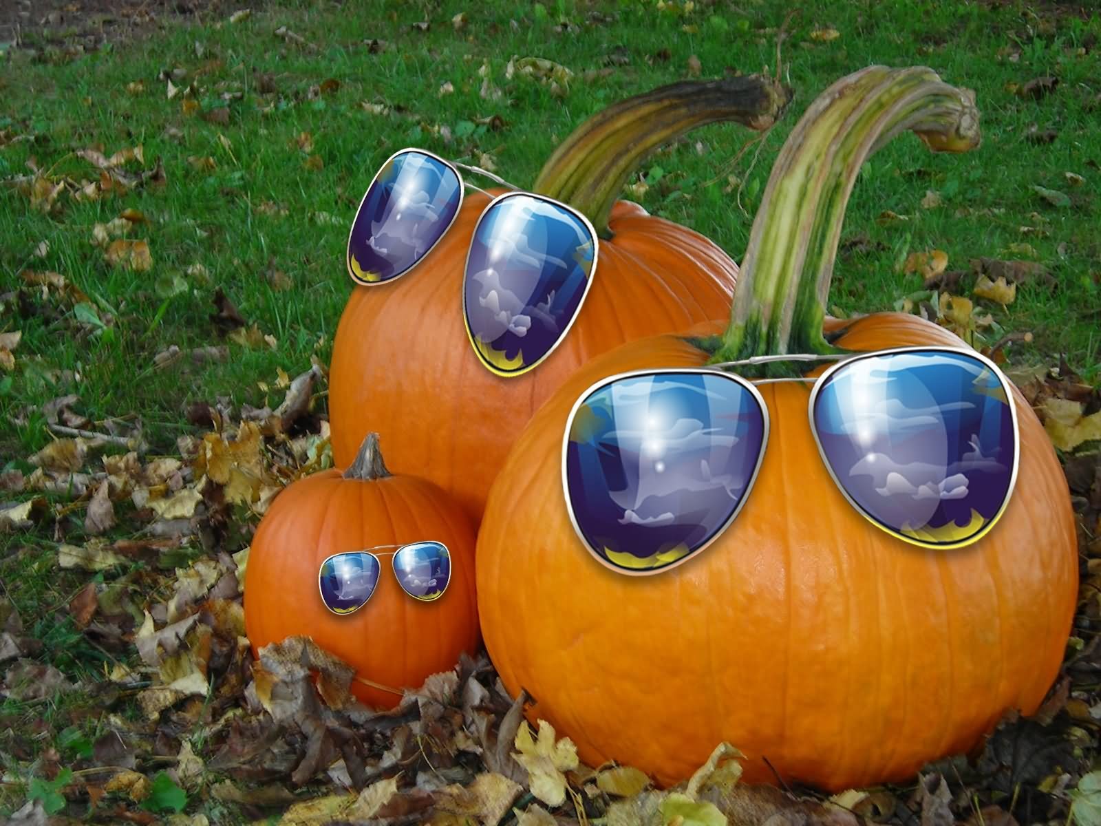 Pumpkins With Sunglasses Funny Halloween Picture
