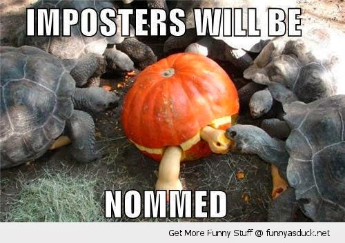 Pumpkin Halloween Tortoise Funny Photo