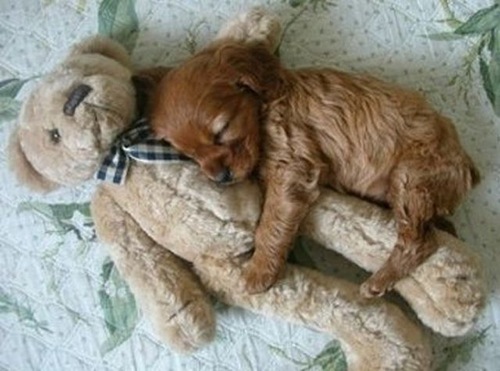 Puppy Sleeping With Teddy Bear Funny Image