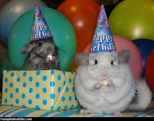 Rats Funny Birthday Animal Image