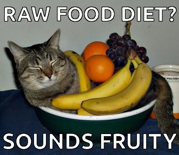 Raw Food Diet Sounds Fruity Funny Cat Meme Photo
