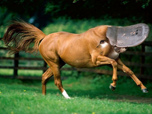 Running Horse With Duck Face Funny Photoshop Picture
