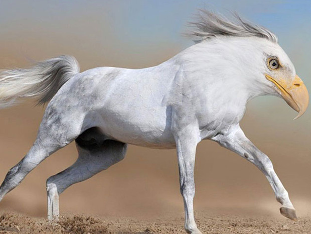 Running Horse With Eagle Face Funny Photoshop Photo