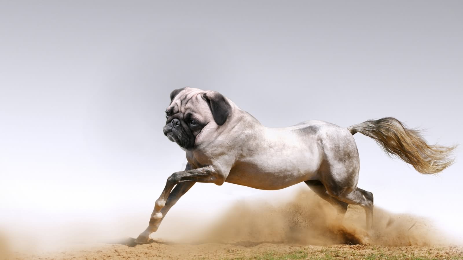 Running Horse With Pug Dog Face Funny Photoshopped Image