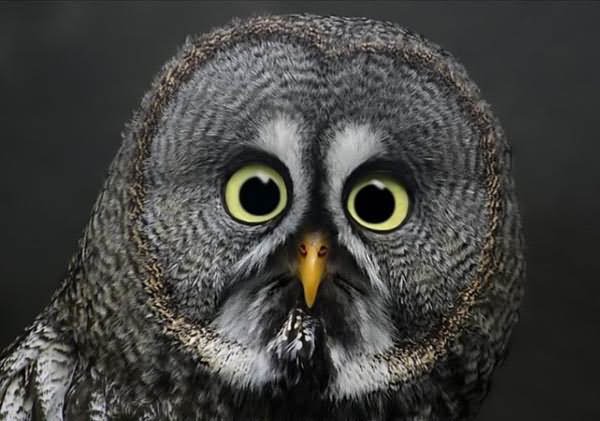 Sad Owl Closeup Face Funny Bird Picture