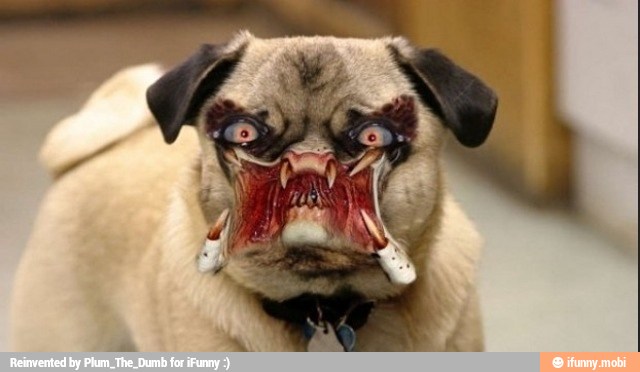 Scary Face Pug Dog Funny Photoshopped Picture