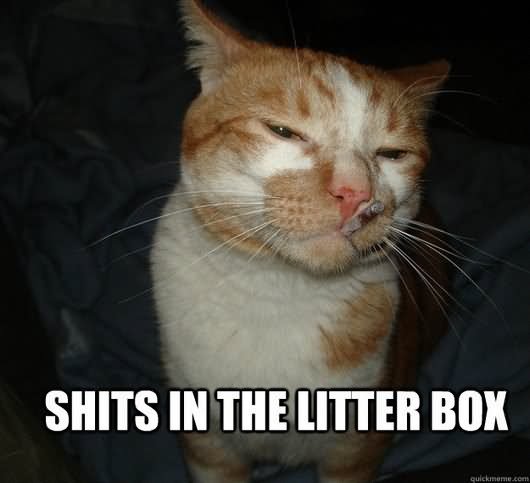 Shits In The Litter Box Funny Cat Meme Picture