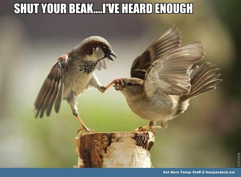 Shut Your Beak I Have Heard Enough Funny Bird Meme Picture
