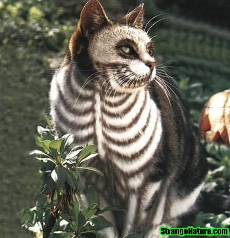 Skeleton Cat Funny Halloween Animal Picture