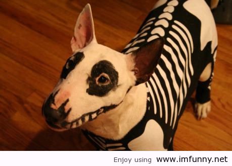 Skeleton Dog Funny Halloween Animal Picture