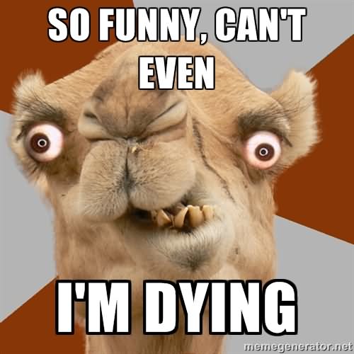 So Funny Can't Even I Am Dying Funny Camel Meme Picture
