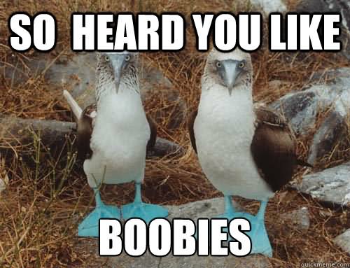 So Heard You Like Boobies Funny Bird Meme Photo