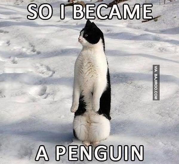 So I Became A Penguin Funny Cat Meme Image