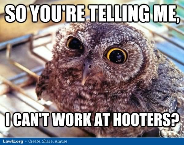 So You Are Telling Me I Can't Work At Hooters Funny Bird Meme Image