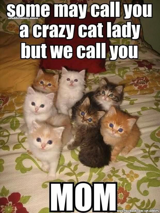 Some May Call You A Crazy Cat Lady But Call You Funny Cats Meme