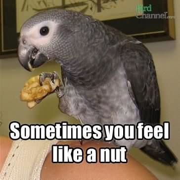 Sometimes You Feel like A Nut Funny Bird Meme Picture