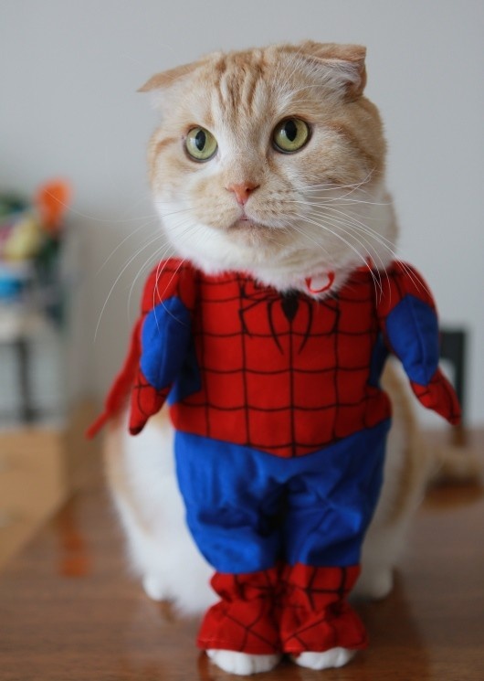 Spider Man Halloween Costume For Cat Funny Picture