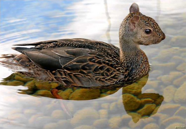 Squirrel Duck Funny Photoshop Image