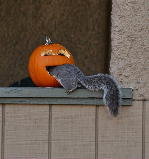 Squirrel In Pumpkin Funny Halloween Image
