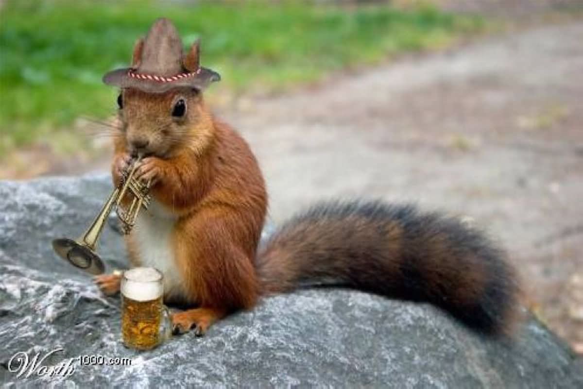 Squirrel Playing Trumpet To Celebrate Their Birthday Funny Picture