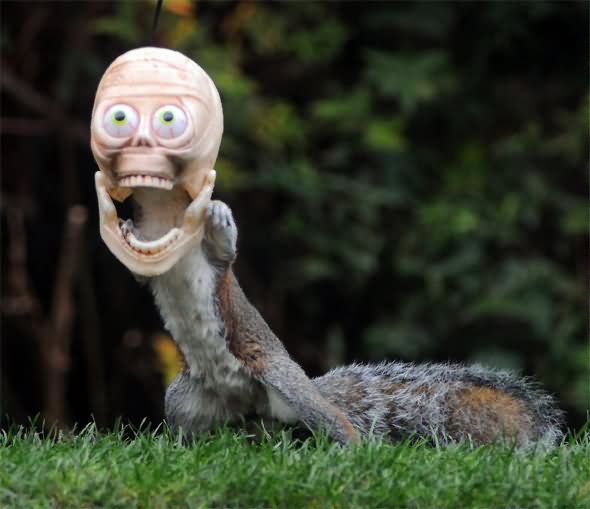 Squirrel With Laughing Skull Face Funny Halloween Photo
