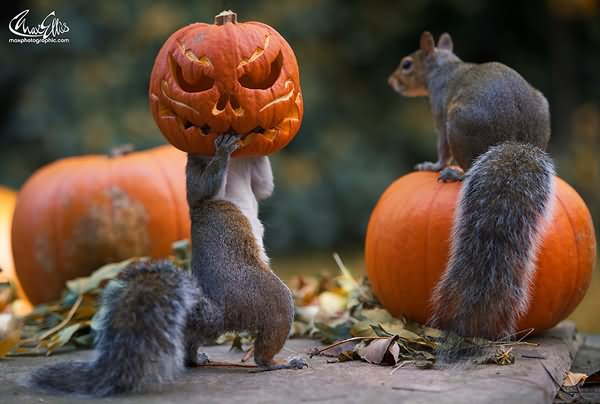 Squirrel With Pumpkin Mask Funny Halloween Image
