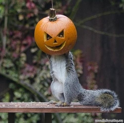 Squirrel With Scary Pumpkin Head Funny Halloween Animal Photo