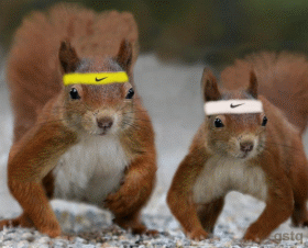 Squirrels Doing Exercise Funny Gif For Whatsapp