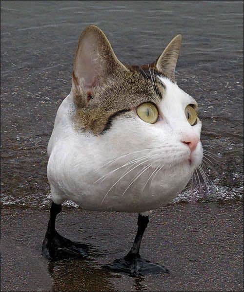 Swan Cat Funny Photoshopped Picture