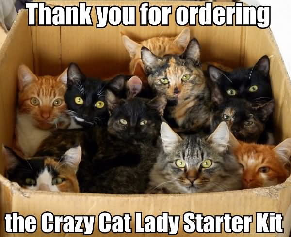 Thank You For Ordering The Crazy Cat Lady Starter Kit Funny Cat Meme Image