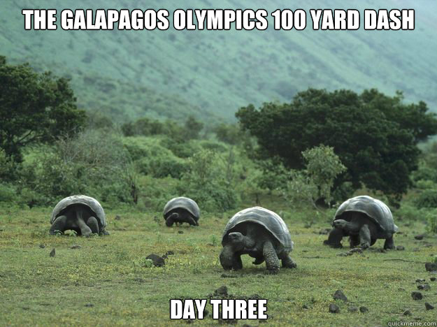 The Galapagos Olympics 100 Yard Dash Funny Tortoise Meme Image