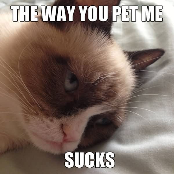 The Way You Pet Me Funny Cat Meme Picture