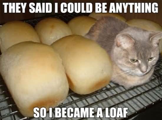 They Said I Could Be Anything So I Became A Loaf Funny Cat Meme Image