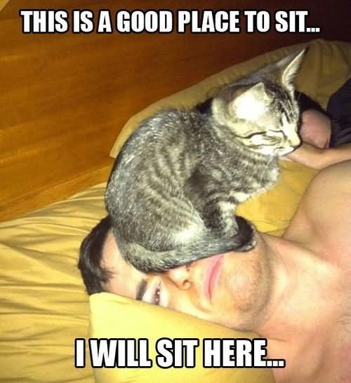 This Is A Good Place To Sit Funny Cat Meme Image