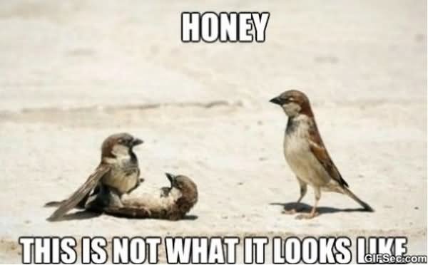 This Is Not What It Looks Like Funny Bird Meme Image