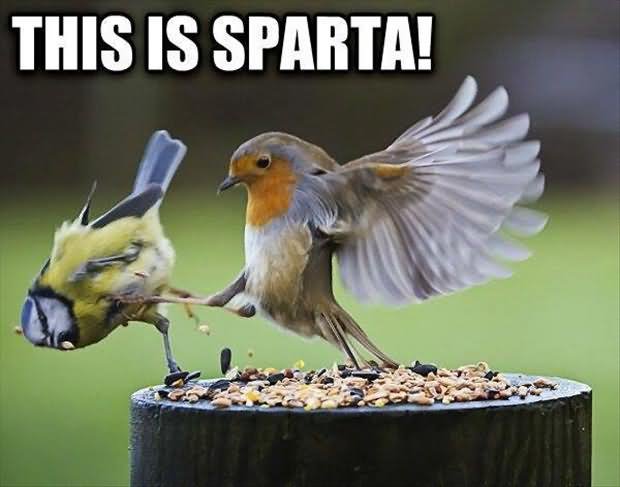 This Is Sparta Funny Bird Meme Image