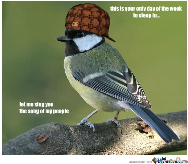 This Is Your Only Day Of The Week To Sleep Funny Bird Meme Picture