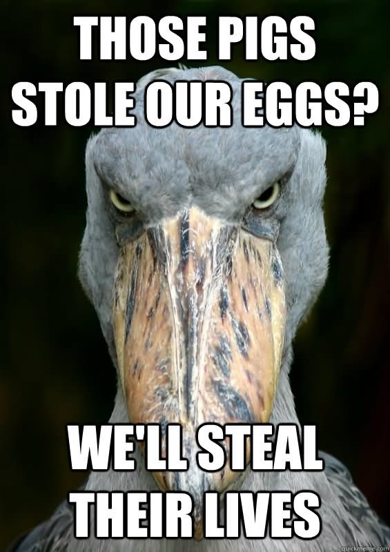 Those Pigs Stole Our Eggs Funny Bird Meme Image