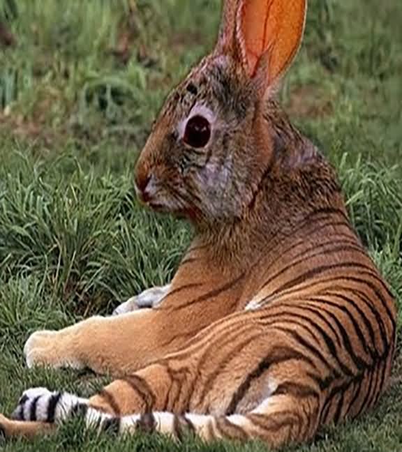 Tiger Rabbit Face Funny Photoshopped Image